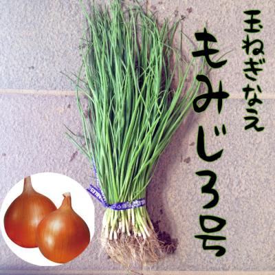 吉谷農芸Yahoo!店 - 野菜苗｜Yahoo!ショッピング