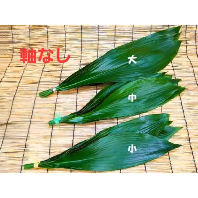 ハラン（観葉植物） | 花、ガーデニング のおすすめ人気商品一覧