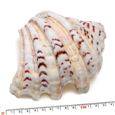 肉厚シャコ貝（ヒレシャコ貝）両面　インテリア　　　飾り物　アクセサリー　オブジェ 肉厚シャコガイ（ヒレシャコ貝） 飾り物 アクセサリー オブジェ