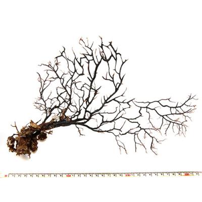 ウミウチワのおすすめ人気商品一覧 通販 - Yahoo!ショッピング