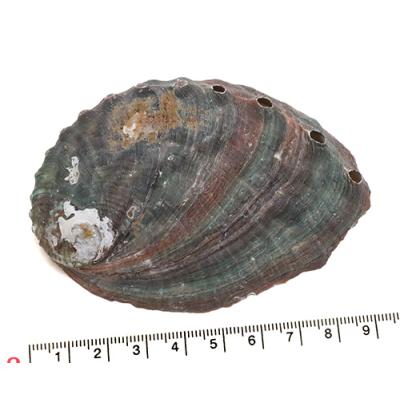 鮑の貝殻 アワビ 貝殻のおすすめ人気商品一覧 通販 - Yahoo!ショッピング