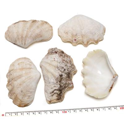 ヒレシャコガイのおすすめ人気商品一覧 通販 - Yahoo!ショッピング