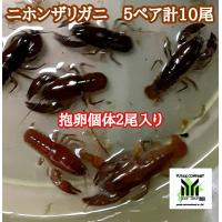 ニホンザリガニ 1ペア サイズ 6cm前後 生体 Sc 100 Zari Nihonpea2 アクアペットサービス ヤフー店 通販 Yahoo ショッピング