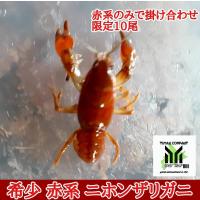 ニホンザリガニ 1ペア サイズ 6cm前後 生体 Sc 100 Zari Nihonpea2 アクアペットサービス ヤフー店 通販 Yahoo ショッピング
