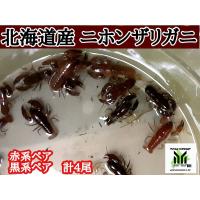 ニホンザリガニ 1ペア サイズ 6cm前後 生体 Sc 100 Zari Nihonpea2 アクアペットサービス ヤフー店 通販 Yahoo ショッピング