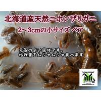 ニホンザリガニ 1ペア サイズ 6cm前後 生体 Sc 100 Zari Nihonpea2 アクアペットサービス ヤフー店 通販 Yahoo ショッピング