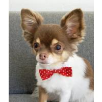 犬と生活 いぬとせいかつ パーティーカラー 犬具 Zozotown Yahoo 店 通販 Yahoo ショッピング