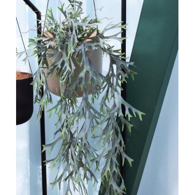 ビカクシダ苗、5種類セット ビカクシダ Ridleyi 細葉 リドレイ 幼苗 2株セットの通販 by