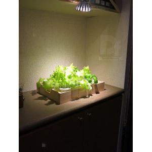 [期間限定割引」14w 観賞用 植物育成LED...の詳細画像4