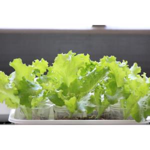 [期間限定割引」14w 観賞用 植物育成LED...の詳細画像5