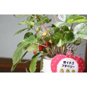 6W 白/赤 観賞用植物育成LEDライト E1...の詳細画像5