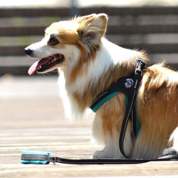 フィッビア　ソフトメッシュ　パステル【3号 3.5号】