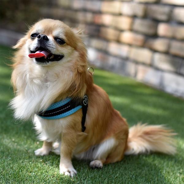 フィッビア　アジャスタブルタイプ　ソフトメッシュ　パステル【4号】