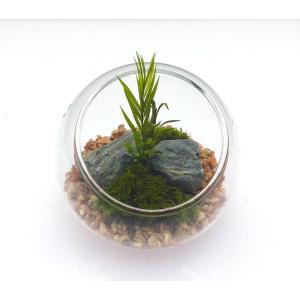 枯れない苔テラリウム 苔プリ 8cm ローズピンク