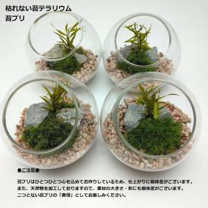 枯れない苔テラリウム 苔プリ 8cm ローズピンクの詳細画像2