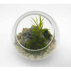 枯れない苔テラリウム 苔プリ 8cmナチュラル