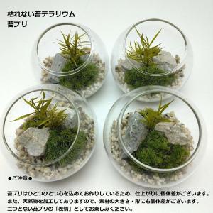 枯れない苔テラリウム 苔プリ 8cmナチュラルの詳細画像2