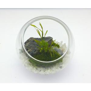 枯れない苔テラリウム 苔プリ 8cmホワイト