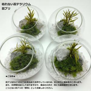 枯れない苔テラリウム 苔プリ 8cmホワイトの詳細画像2