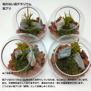 枯れない苔テラリウム 苔プリ 8cm茶の詳細画像2