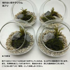 枯れない苔テラリウム 苔プリ 10cmナチュラルの詳細画像2
