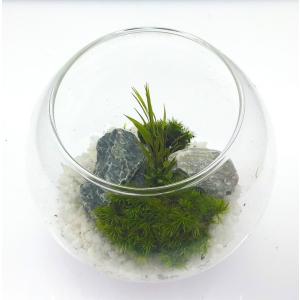 枯れない苔テラリウム 苔プリ 10cmホワイトの詳細画像1