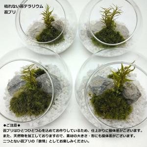 枯れない苔テラリウム 苔プリ 10cmホワイトの詳細画像2