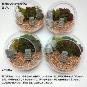 枯れない苔テラリウム 苔プリ10cm鳥居タイプ...の詳細画像2
