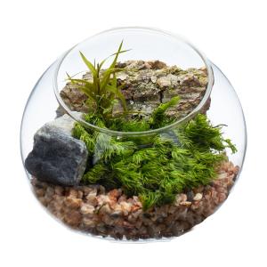枯れない苔テラリウム 苔プリ 10cmウッド ローズピンク