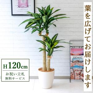 ★立札無料★【すぐ飾れる】 フェイクグリーン 人工観葉植物 幸福の木 ドラセナ マッサンゲアナ 120cm 鉢付き / 法人・開店祝い 店舗・オフィス装飾
