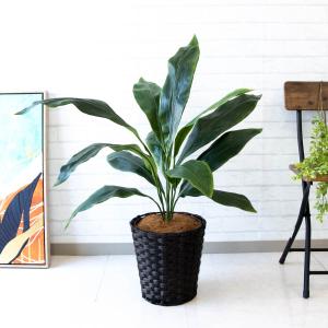 植物 ハラン 花ギフト用途 誕生日お祝い の商品一覧 通販 Yahoo ショッピング