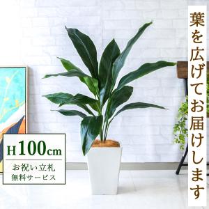 ☆立札無料☆【すぐ飾れる】 フェイクグリーン 人工観葉植物