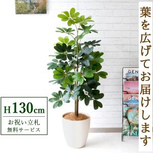 ★立札無料★【すぐ飾れる】 フェイクグリーン 人工観葉植物 シェフレラ カポック 130cm 鉢付き / 法人・開店祝い 店舗・オフィス装飾