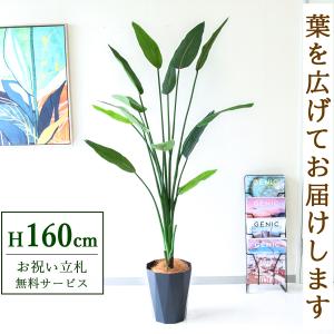 フェイクグリーン オーガスタ H約180cm 鉢付き / 観葉植物 フェイク