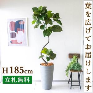 H約185cm フェイク グリーン 人工 観葉植物 造花 おしゃれ インテリア 開店祝い 開業祝い 大型【PG150-ZAG32GY ツイストウンベラータ H約185cm/FRP鉢】｜0101pp-shop