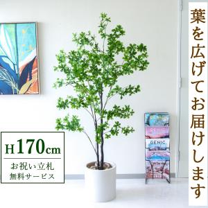 観葉植物 おしゃれ インテリアグリーン リアル 人気 フェイクグリーン