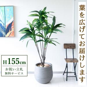 ☆立札無料☆【すぐ飾れる】 フェイクグリーン 人工観葉植物