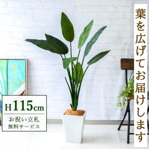 フェイクグリーン オーガスタ H約180cm 鉢付き / 観葉植物 フェイク