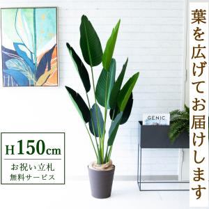 フェイクグリーン オーガスタ H約180cm 鉢付き / 観葉植物 フェイク