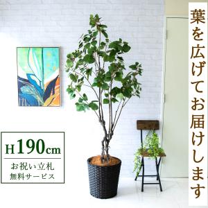 ☆立札無料☆【すぐ飾れる】 フェイクグリーン 人工観葉植物
