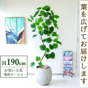 フェイクグリーン 光触媒 光の楽園 ナチュラルウンベラータ1.9