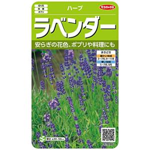 サカタのタネ 実咲ハーブ8086 ラベンダー ハーブ 00928086 - 最安値