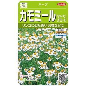 サカタのタネ 実咲ハーブ8071 カモミール ジャーマンカモミール ハーブ