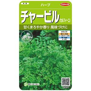 サカタのタネ 実咲ハーブ8077 チャービル セルフィーユ ハーブ 00928077の商品画像