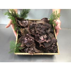 国産 生きくらげ 1ｋｇ 人吉産　木耳 キクラゲ　みみなば　たっぷり1キロ　