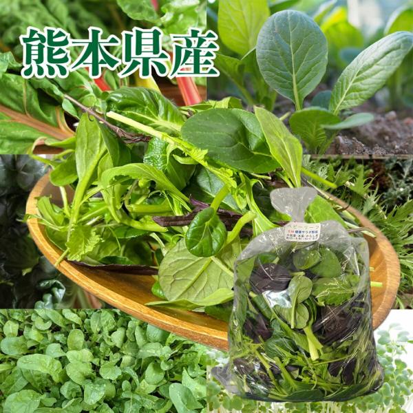 【ベビーリーフ 300ｇ】サラダ野菜 熊本県産 有機肥料栽培 減農薬 業務用にも ルッコラ タアサイ...