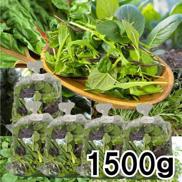 業務用【ベビーリーフ 1500ｇ】サラダ野菜 熊本県産 有機肥料栽培 減農薬 業務用にも ルッコラ ...