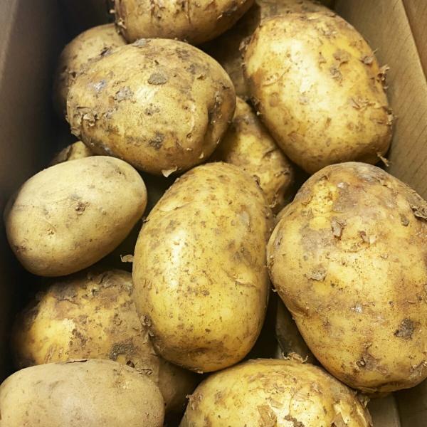 【新じゃが 2.5キロ】 A級品 送料無料 鹿児島県産 赤土 春一番 馬鈴薯