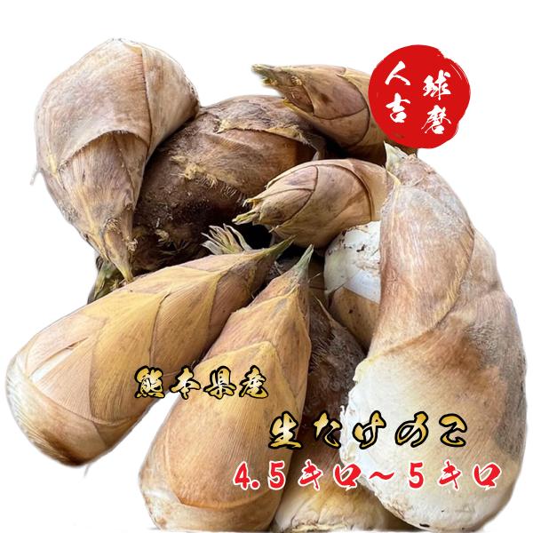 2026年 予約商品 3月末より発送予定【 生 たけのこ 約4.5〜5キロ 】入荷次第発送 熊本県産...