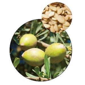 有機アルガンオイル　クリア　精製　25ml【送料無料】【生活の木】植物油プラントオイル